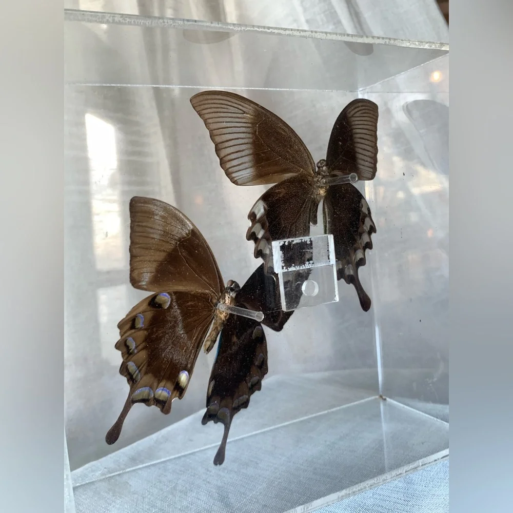 🦋 Vintage Butterfly Display Case - Picture 4 of 7